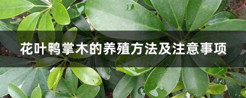 花叶鸭掌木的养殖方法及注意事项 花叶鸭掌木的养殖方法及注意事项