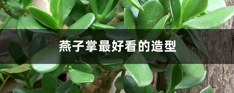 燕子掌最好看的造型 燕子掌最好看的造型