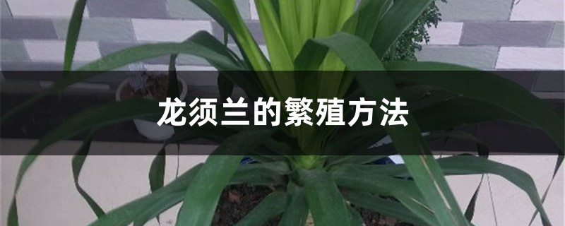 龙须兰的繁殖方法 龙须兰的繁殖方法