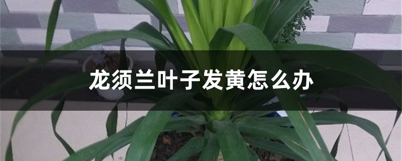 龙须兰叶子发黄怎么办 龙须兰叶子发黄怎么办