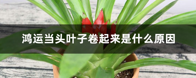 鸿运当头叶子卷起来是什么原因 鸿运当头叶子卷起来是什么原因