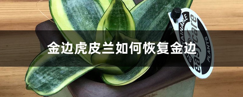 金边虎皮兰如何恢复金边 金边虎皮兰如何恢复金边