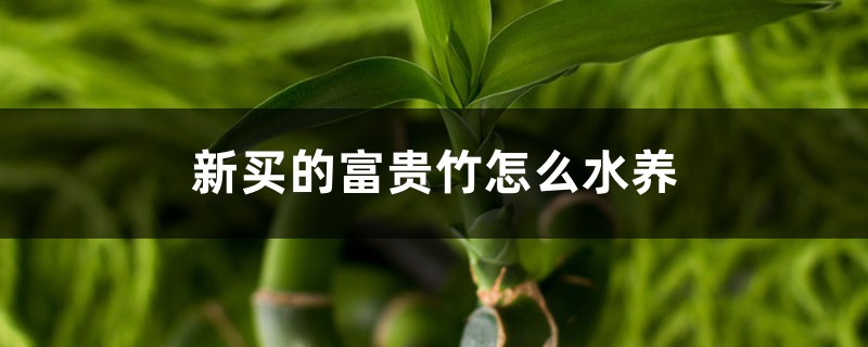 新买的富贵竹怎么水养 新买的富贵竹怎么水养