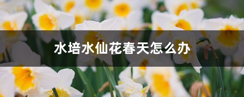 水培水仙花春天怎么办 水培水仙花春天怎么办