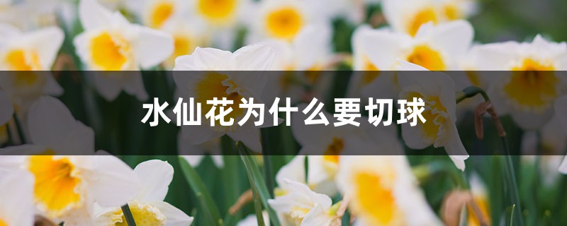水仙花为什么要切球 水仙花为什么要切球