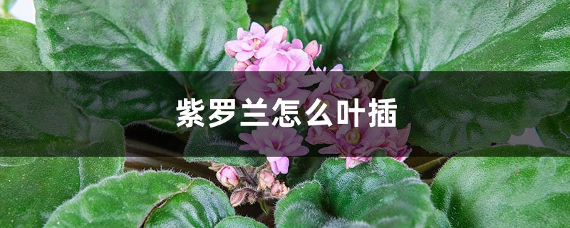 紫罗兰怎么叶插 紫罗兰怎么叶插