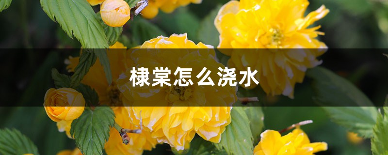 棣棠怎么浇水 棣棠怎么浇水