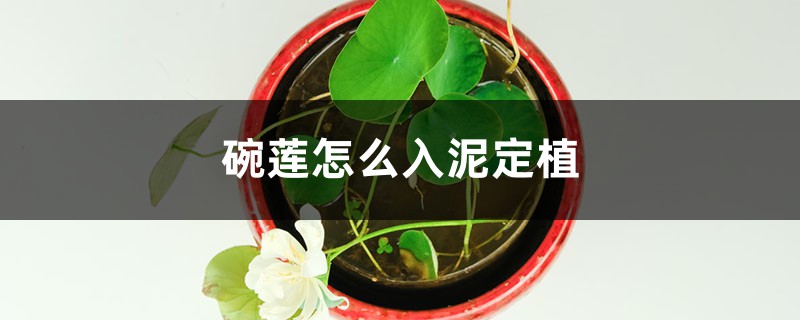 碗莲怎么入泥定植 碗莲怎么入泥定植