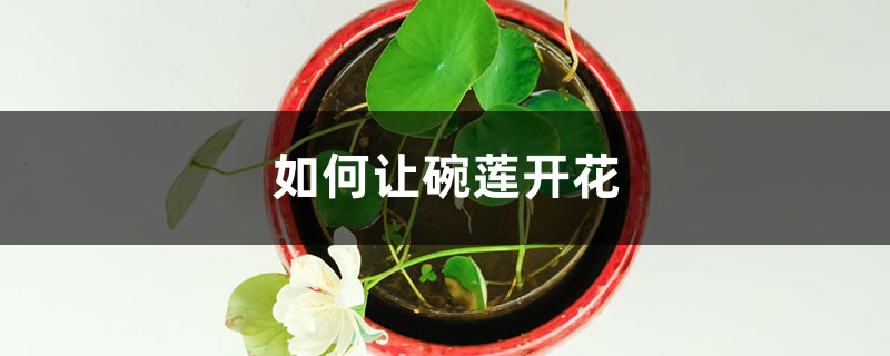 如何让碗莲开花 如何让碗莲开花