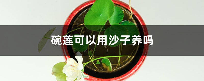 碗莲可以用沙子养吗 碗莲可以用沙子养吗
