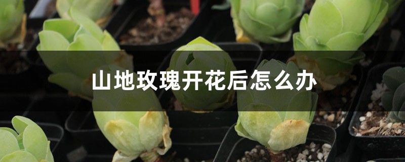 山地玫瑰开花后怎么办 山地玫瑰开花后怎么办