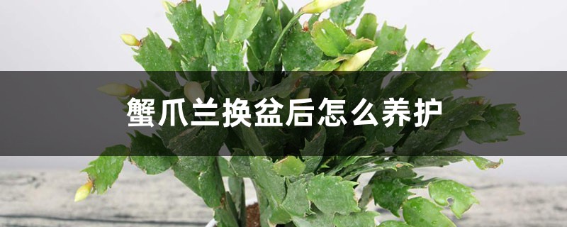 蟹爪兰换盆后怎么养护 蟹爪兰换盆后怎么养护