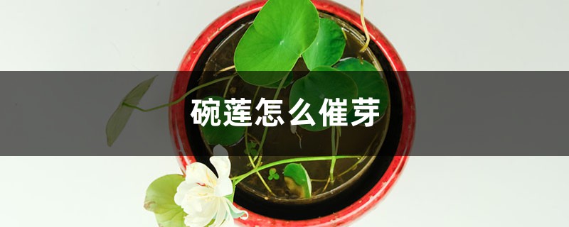 碗莲怎么催芽 碗莲怎么催芽