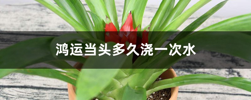 鸿运当头多久浇一次水 鸿运当头多久浇一次水