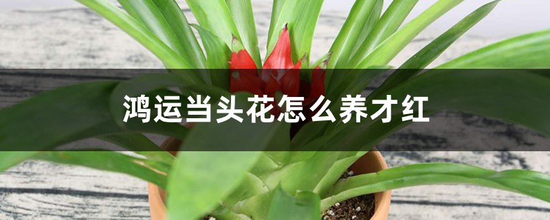 鸿运当头花怎么养才红 鸿运当头花怎么养才红
