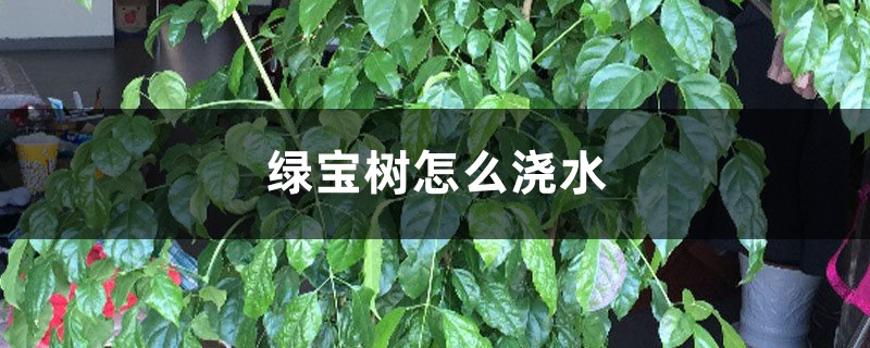 绿宝树怎么浇水 绿宝树怎么浇水