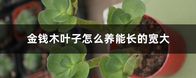 金钱木叶子怎么养能长的宽大 金钱木叶子怎么养能长的宽大