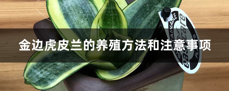 金边虎皮兰的养殖方法和注意事项 金边虎皮兰的养殖方法和注意事项