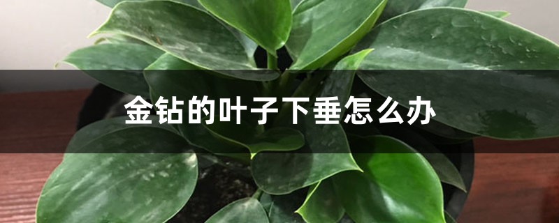 金钻的叶子下垂怎么办 金钻的叶子下垂怎么办