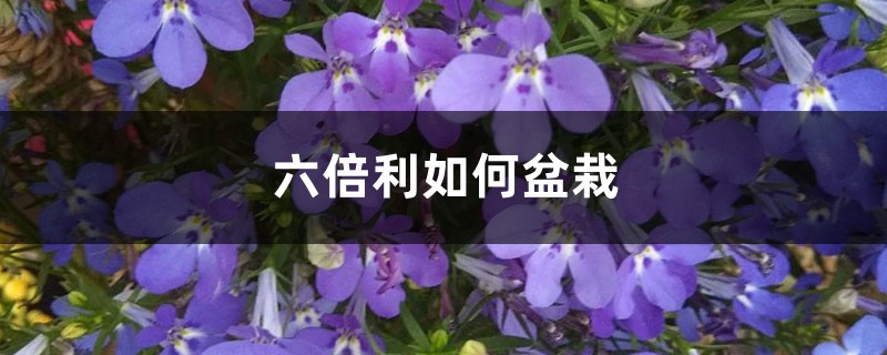 六倍利如何盆栽 六倍利如何盆栽