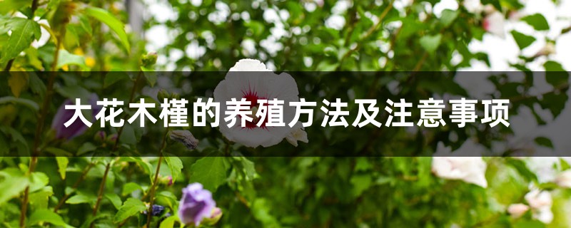 大花木槿的养殖方法及注意事项 大花木槿的养殖方法及注意事项