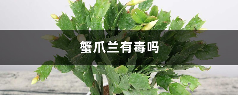 蟹爪兰有毒吗 蟹爪兰有毒吗