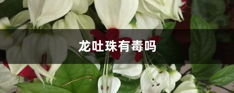 龙吐珠有毒吗 龙吐珠有毒吗