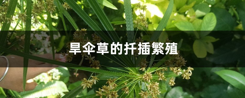 旱伞草的扦插繁殖 旱伞草的扦插繁殖