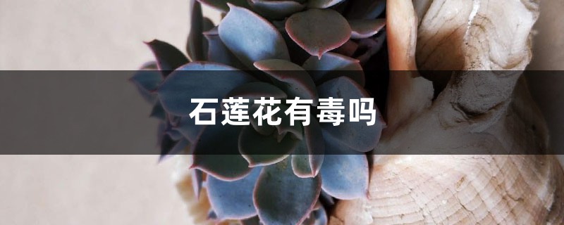 石莲花有毒吗 石莲花有毒吗