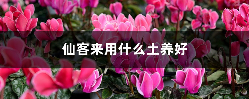 仙客来用什么土养好 仙客来用什么土养好