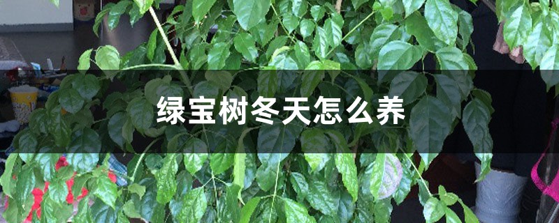 绿宝树冬天怎么养 绿宝树冬天怎么养