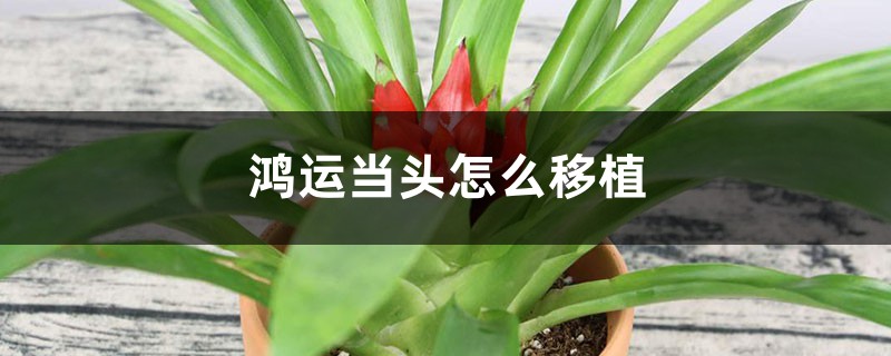 鸿运当头怎么移植 鸿运当头怎么移植