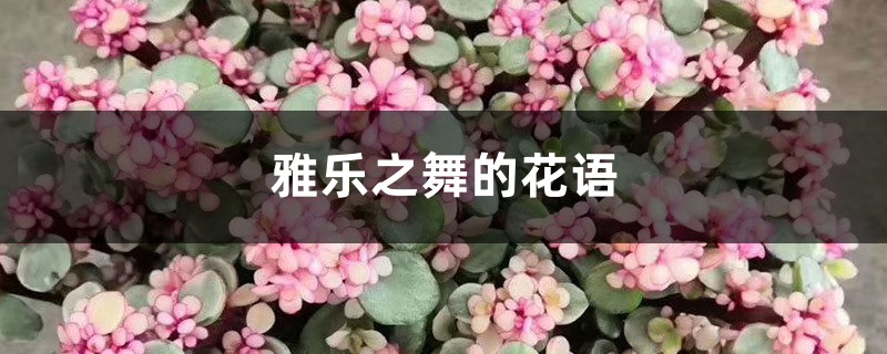 雅乐之舞的花语 雅乐之舞的花语