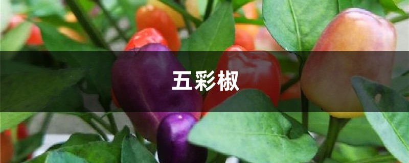 阳台种五彩椒,熊孩子以为是樱桃,竟然给偷走了! 阳台种五彩椒,熊孩子以为是樱桃,竟然给偷走了!