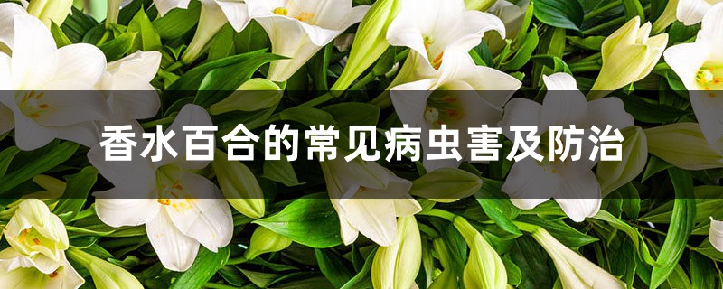 香水百合的常见病虫害及防治 香水百合的常见病虫害及防治