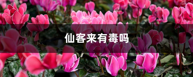 仙客来有毒吗 仙客来有毒吗