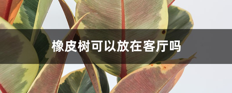 橡皮树可以放在客厅吗 橡皮树可以放在客厅吗