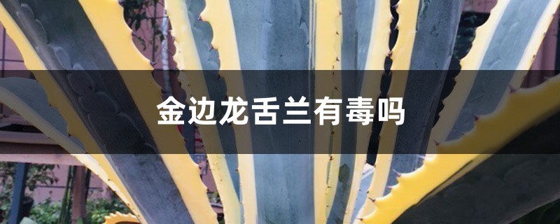 金边龙舌兰有毒吗 金边龙舌兰有毒吗
