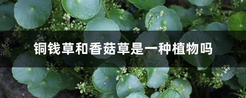 铜钱草和香菇草是一种植物吗 铜钱草和香菇草是一种植物吗
