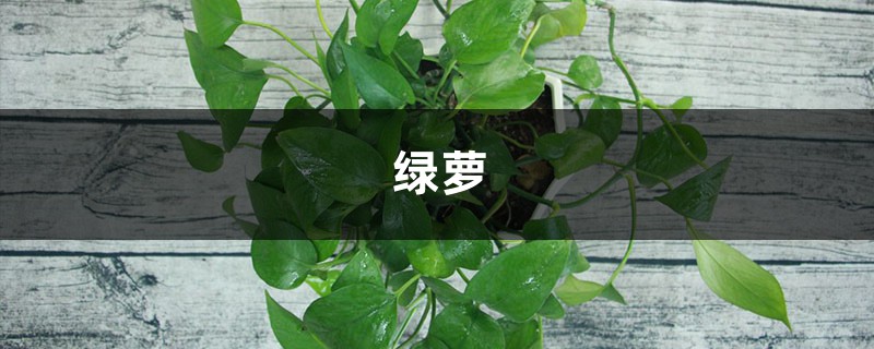 绿萝拿绳子一绑,叶子长成A4纸大,1个月爬满墙! 绿萝拿绳子一绑,叶子长成A4纸大,1个月爬满墙!