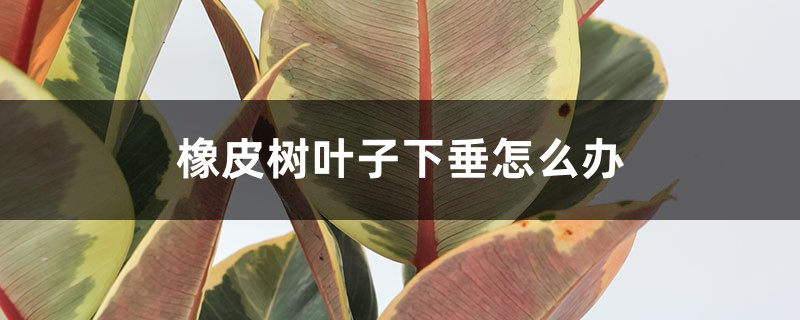 橡皮树叶子下垂怎么办 橡皮树叶子下垂怎么办