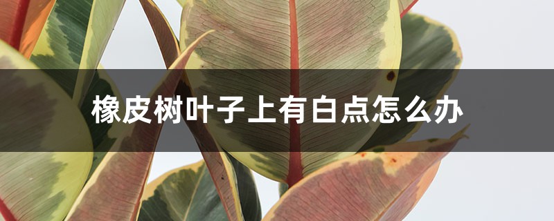 橡皮树叶子上有白点怎么办 橡皮树叶子上有白点怎么办