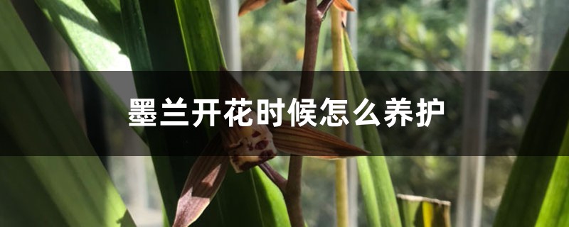 墨兰开花时候怎么养护 墨兰开花时候怎么养护