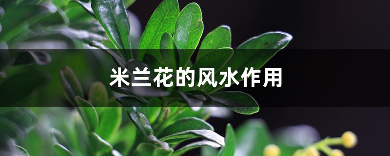 米兰花的风水作用 米兰花的风水作用
