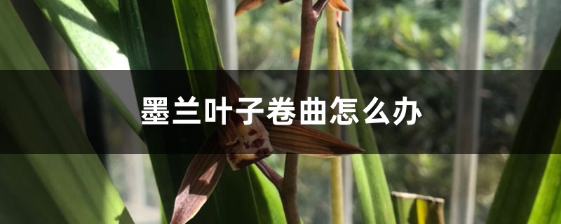 墨兰叶子卷曲怎么办 墨兰叶子卷曲怎么办