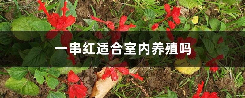 一串红适合室内养殖吗 一串红适合室内养殖吗