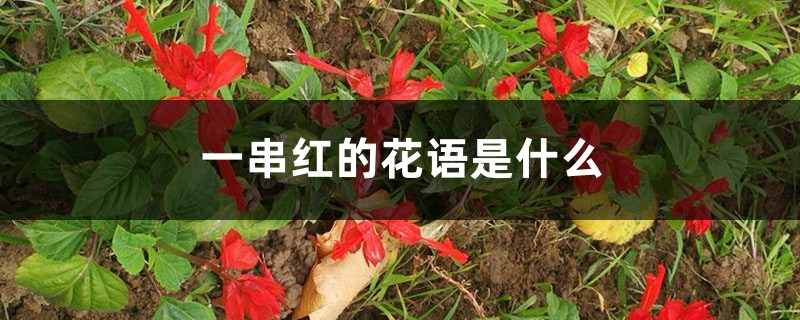 一串红的花语是什么 一串红的花语是什么