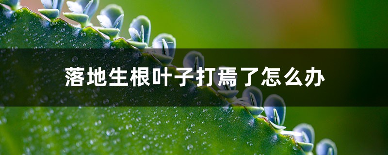 落地生根叶子打焉了怎么办 落地生根叶子打焉了怎么办