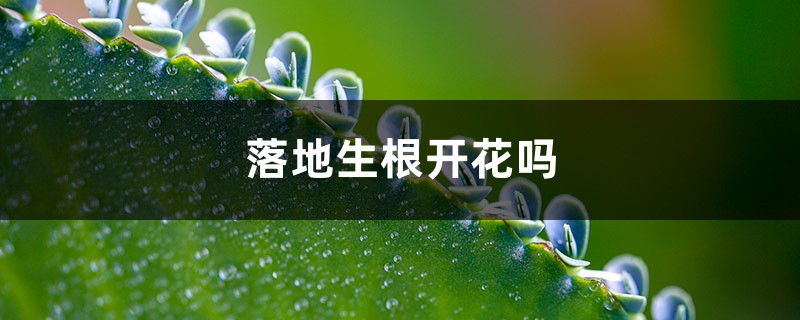 落地生根开花吗 落地生根开花吗