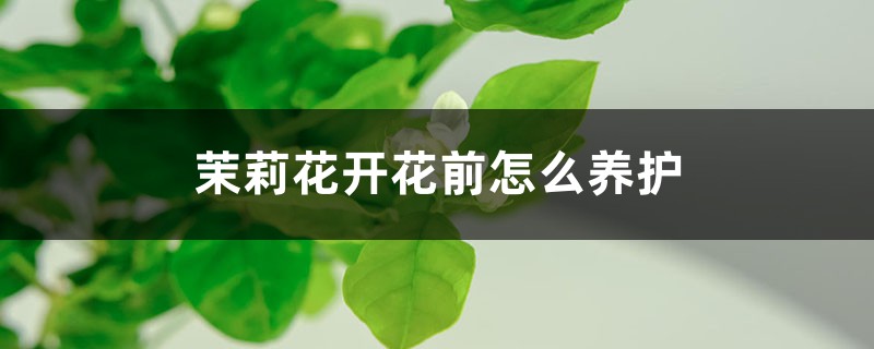 茉莉花开花前怎么养护 茉莉花开花前怎么养护